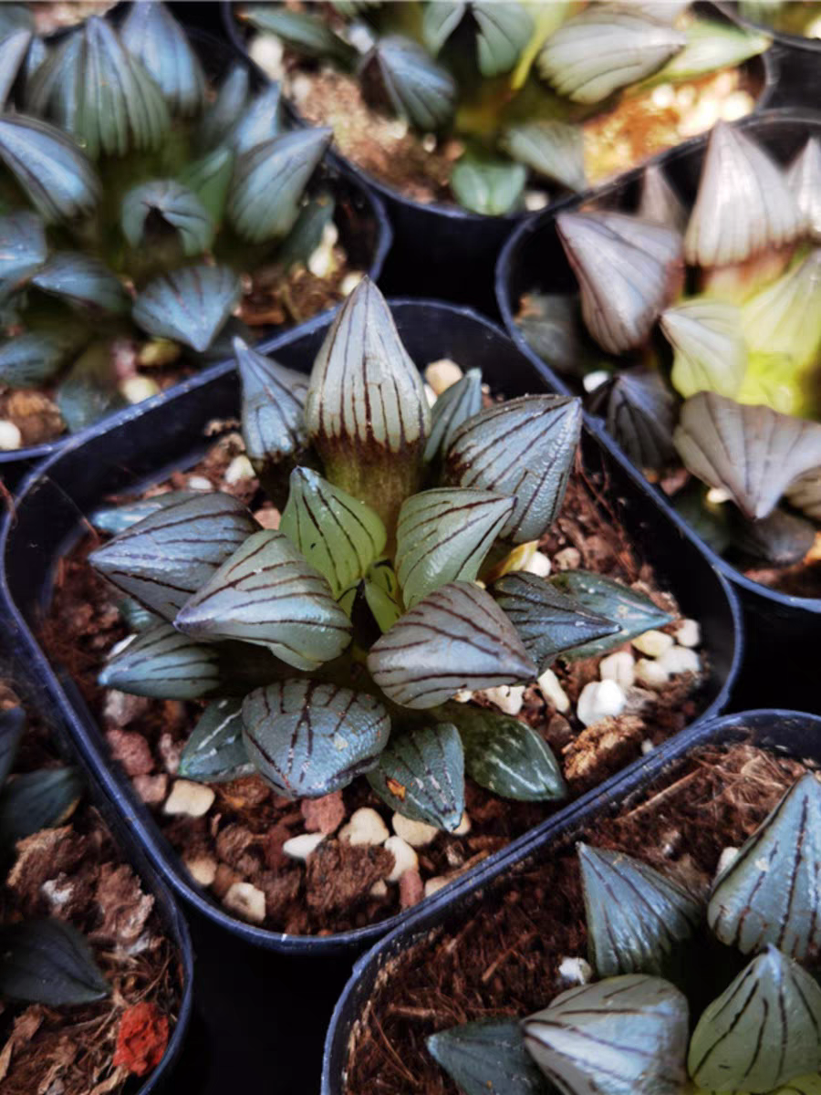 bjbm5. Haworthia Haworthia magnifica v.atrofusca 4-5cm/Haworthia/ Succulent plants / Garden landscape / Carefully select healthy plants