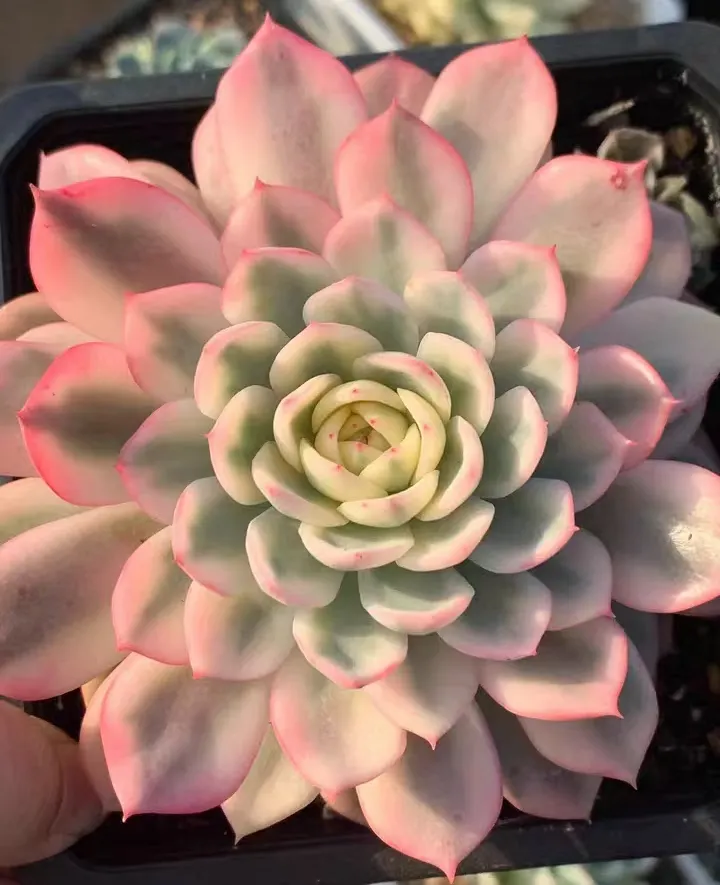 plant Aeonium Echeveria Haworthia  Caudex  Lithops Cactus  Agave 