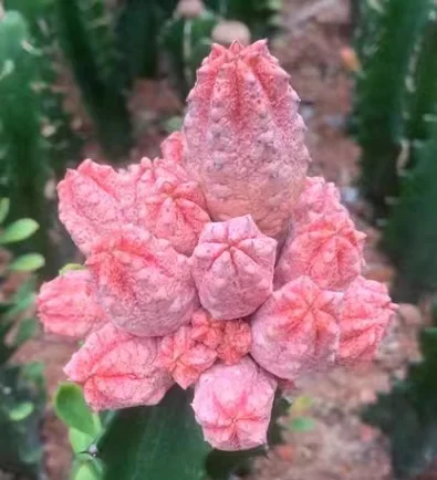 plant Aeonium Echeveria Haworthia  Caudex  Lithops Cactus  Agave 