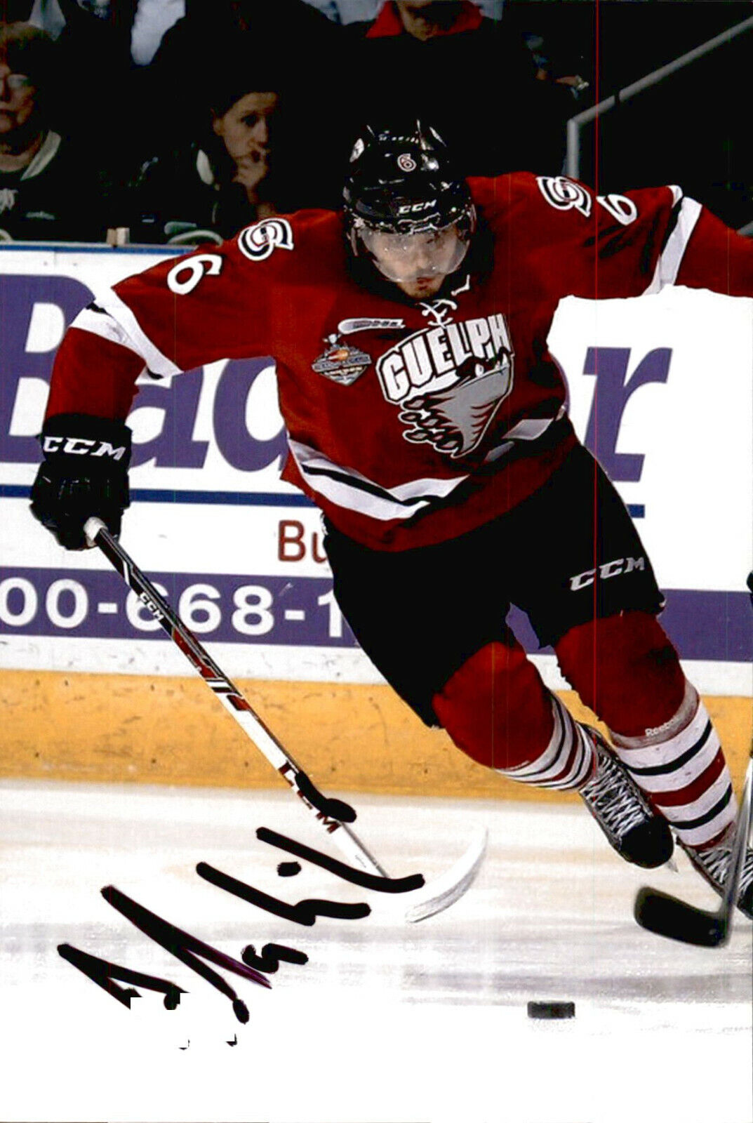 Phil Baltisberger SIGNED 4x6 Photo Poster painting GUELPH STORM / SWITZERLAND #2