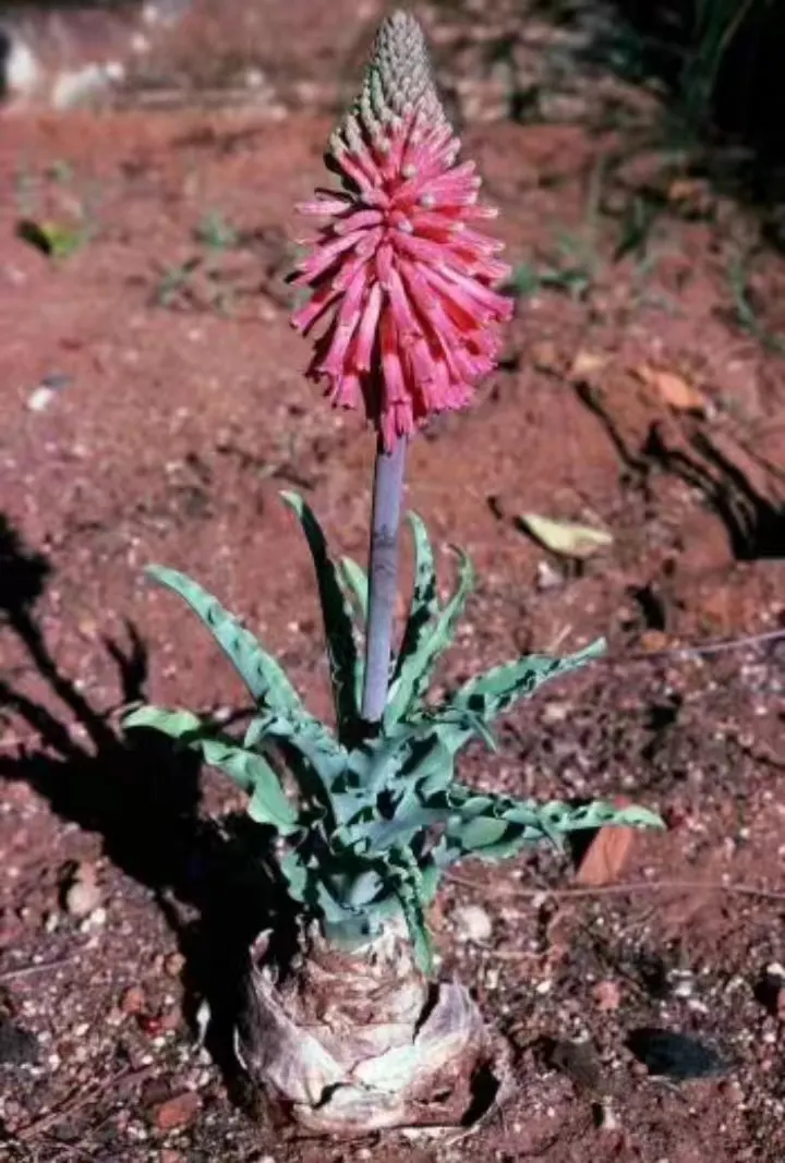 plant Aeonium Echeveria Haworthia  Caudex  Lithops Cactus  Agave 