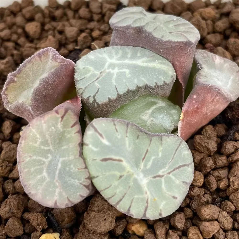 cy2.HAWORTHIA MAUGHANII 'KAENRYU' 'FLAME DRAGON' 4-5cm/ Haworthia/ Succulent plants / Garden landscape / Carefully select healthy plants