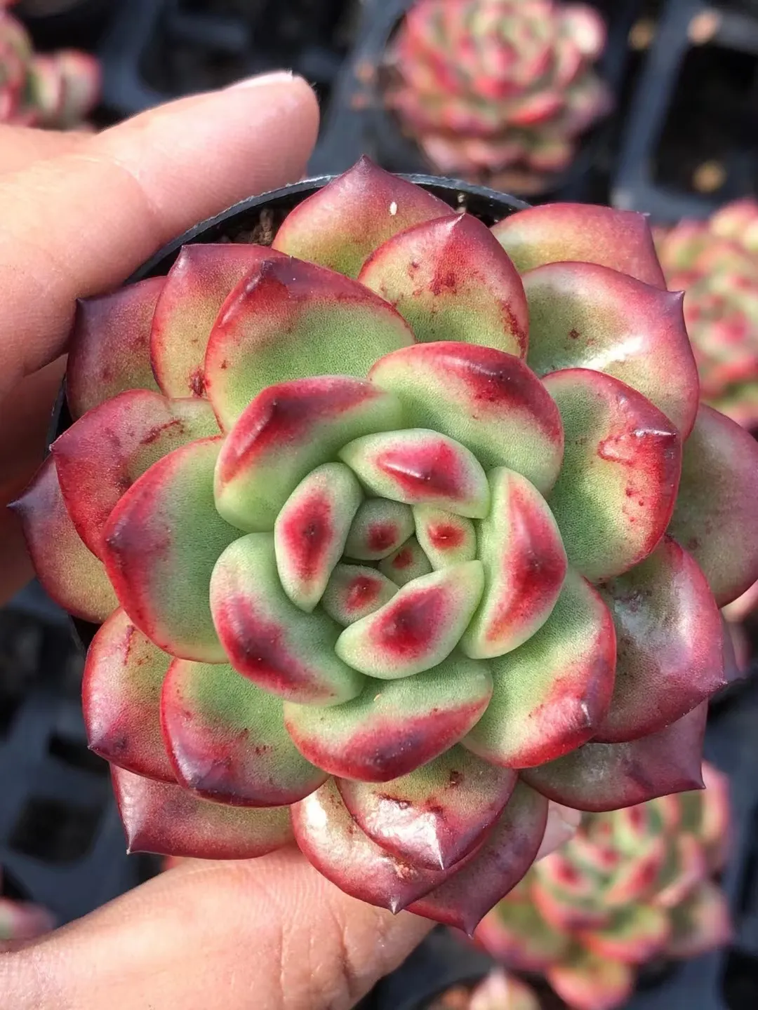 plant Aeonium Echeveria Haworthia  Caudex  Lithops Cactus  Agave 