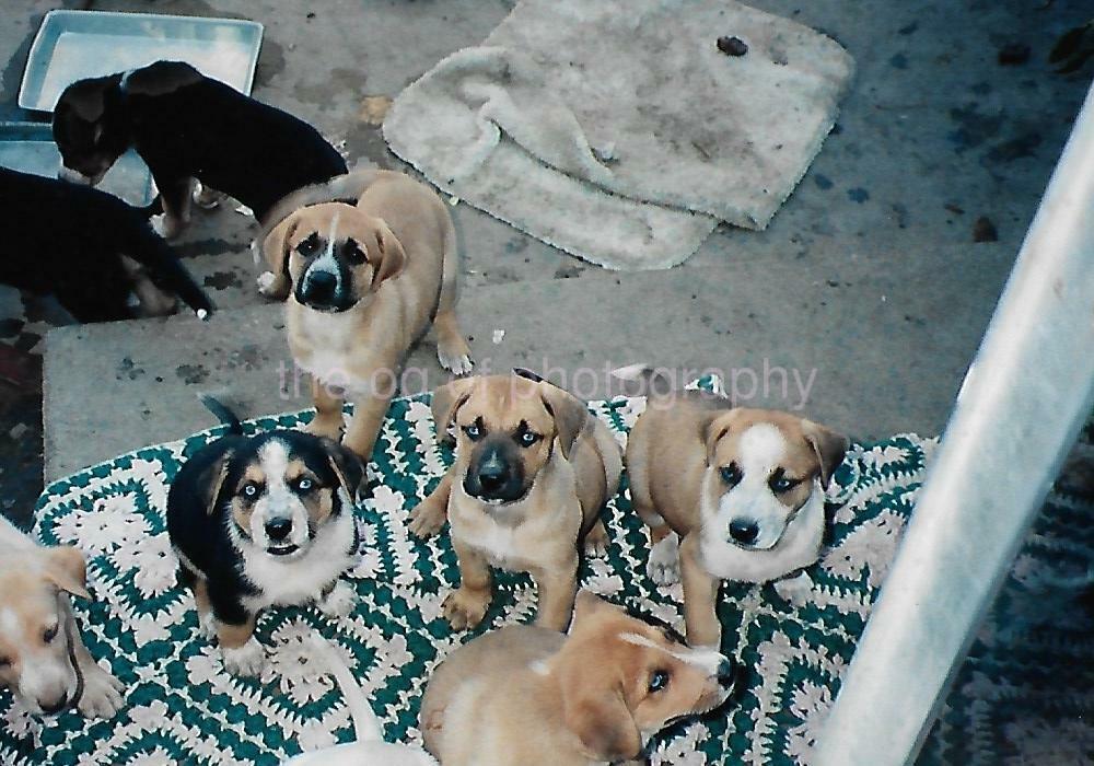 FOUND Photo Poster painting Color PUPPIES DogsOriginal Snapshot VINTAGE 08 12