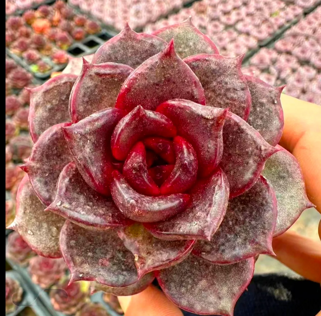 plant Aeonium Echeveria Haworthia  Caudex  Lithops Cactus  Agave 