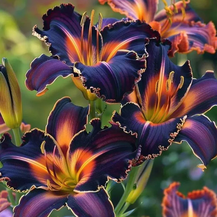 Golden Flame-🌸Rare Exquisite Lily Bulbs