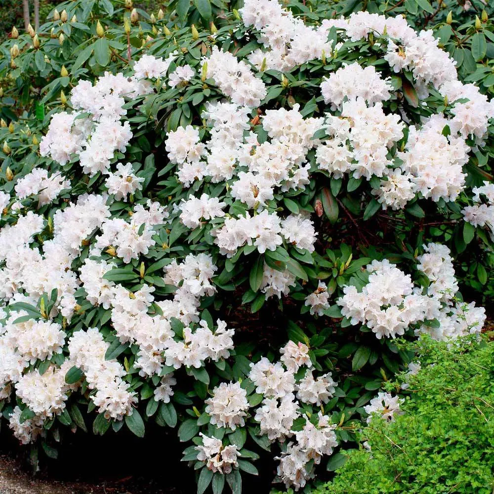Stunning Azaleas – Red, Pink, White & Dreamy Mixed Colors | Four-Season Garden Delight