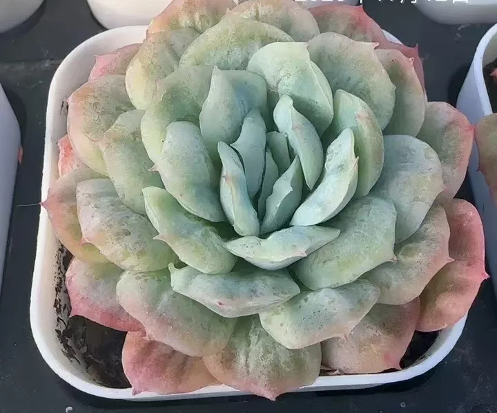 plant Aeonium Echeveria Haworthia  Caudex  Lithops Cactus  Agave 