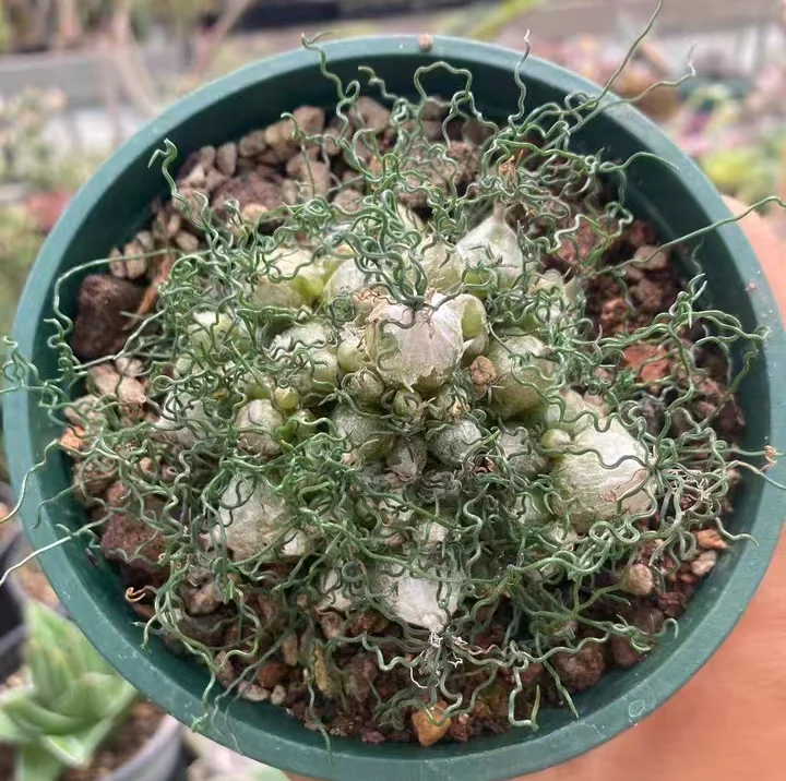 plant Aeonium Echeveria Haworthia  Caudex  Lithops Cactus  Agave 