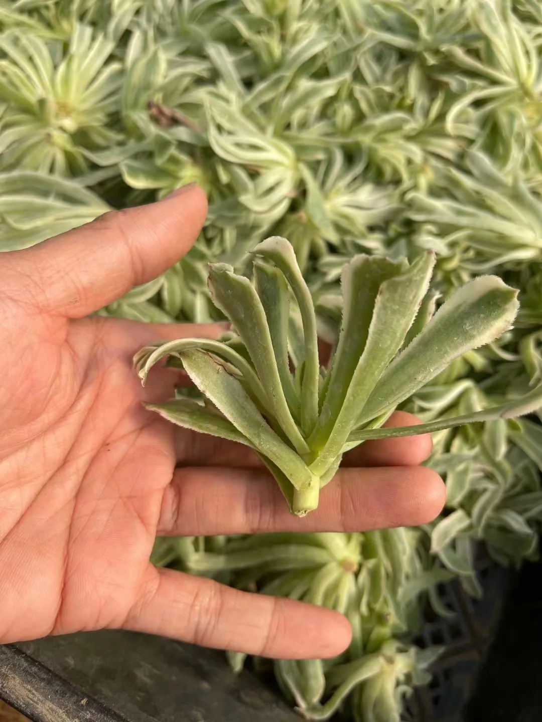 plant Aeonium Echeveria Haworthia  Caudex  Lithops Cactus  Agave 