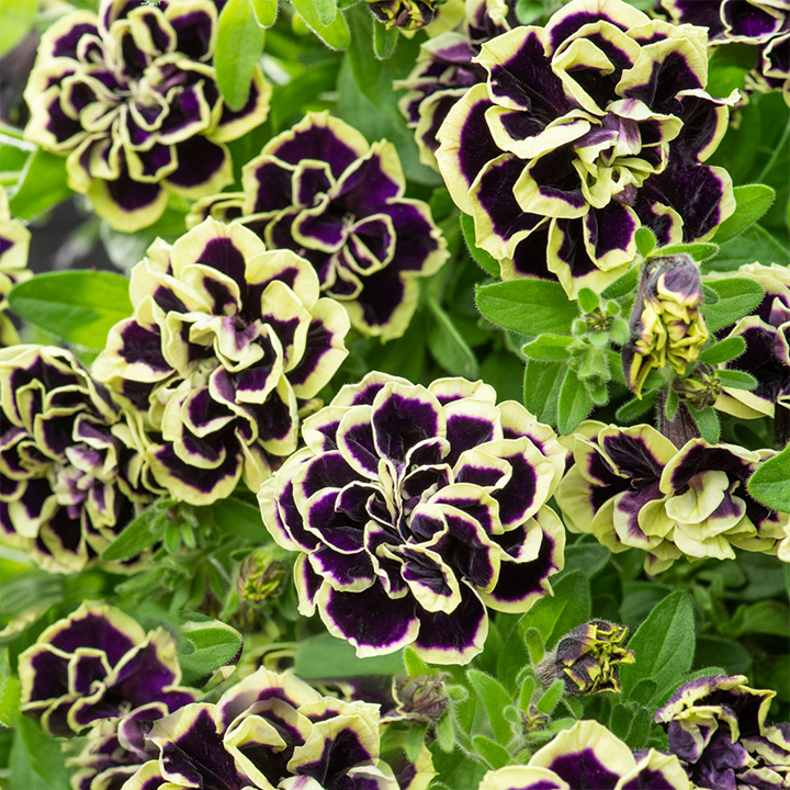 Petunia, Midnight Gold