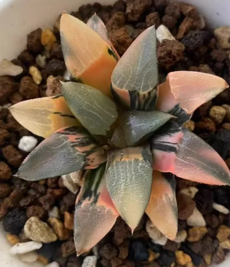 1152.Haworthia bayeriJ.D.Venter & S.A.Hammer Cupid variegate  /Haworthia/ Succulent plants / Garden landscape / Carefully select healthy plants