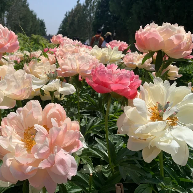 🌺PEONY FLOWER SEEDS