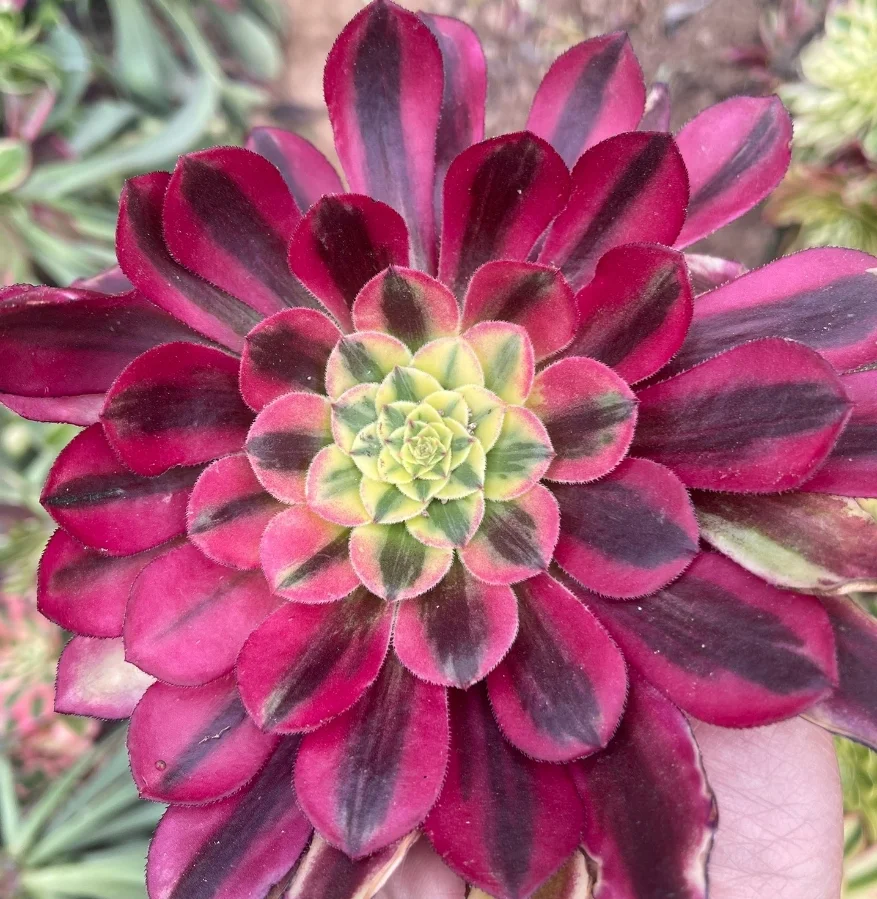 plant Aeonium Echeveria Haworthia  Caudex  Lithops Cactus  Agave 