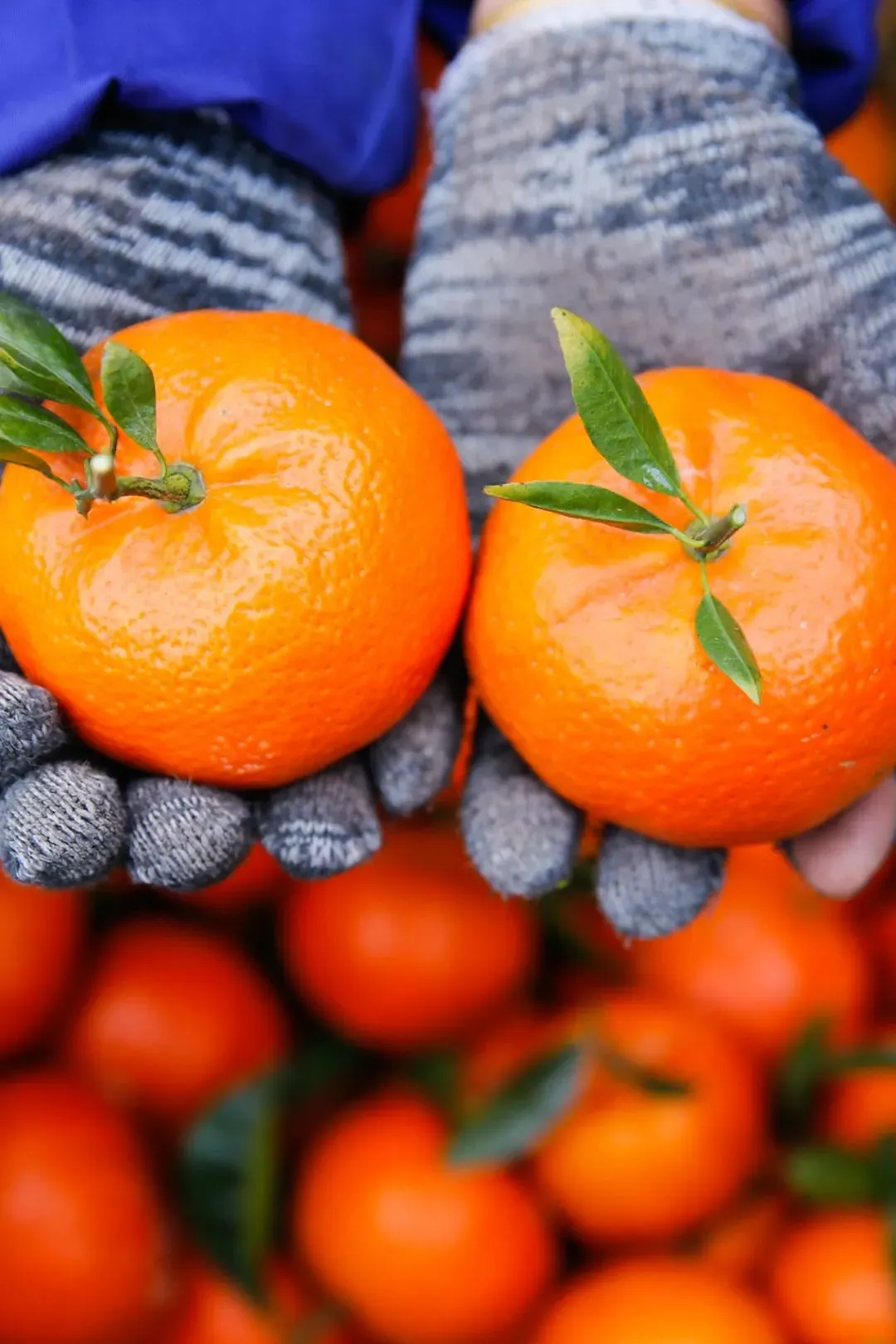 🍊Red Tangerine Seeds-Sweet, Juicy, Abundant Harvests