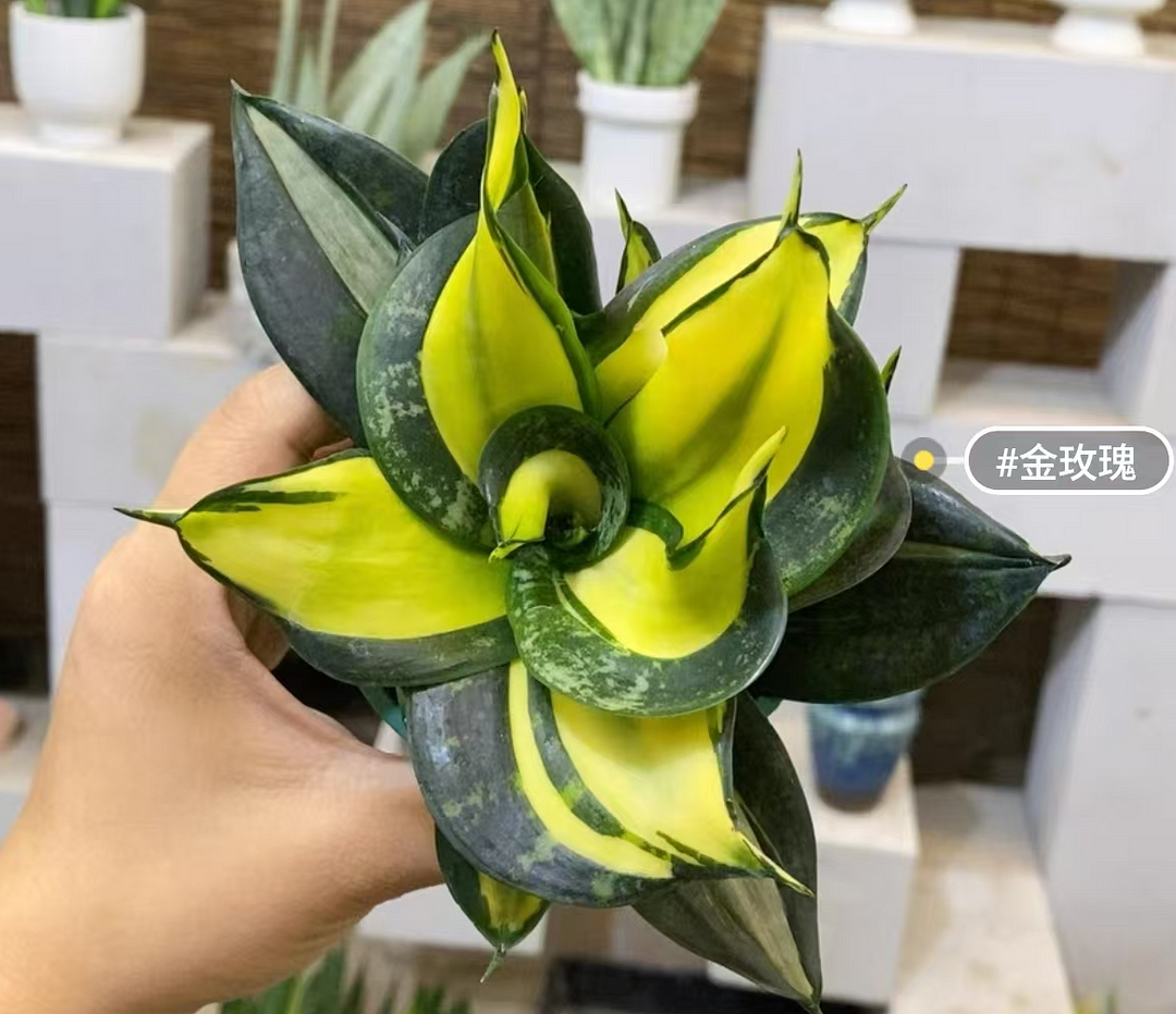 plant Aeonium Echeveria Haworthia  Caudex  Lithops Cactus  Agave 