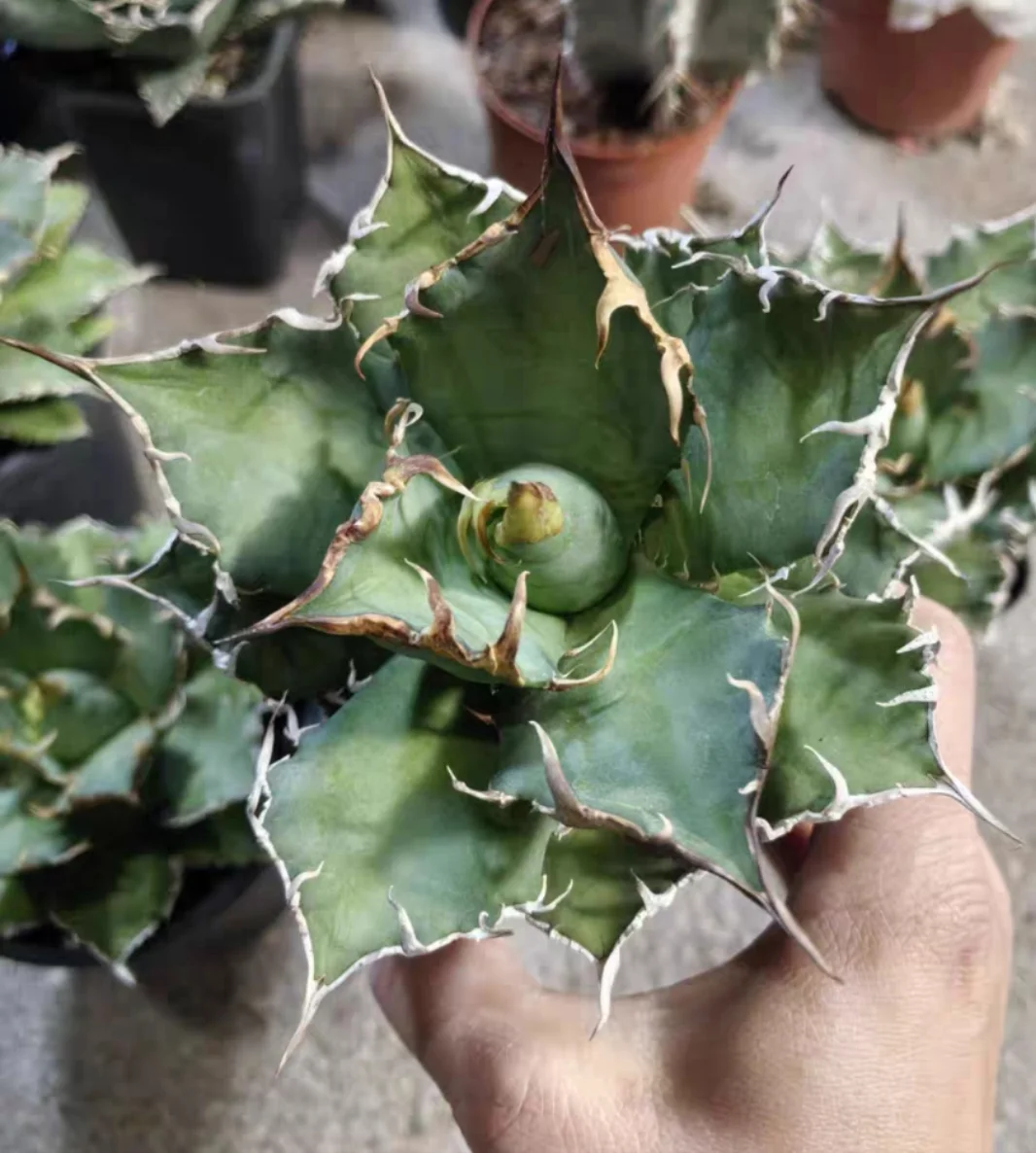 plant Aeonium Echeveria Haworthia  Caudex  Lithops Cactus  Agave 