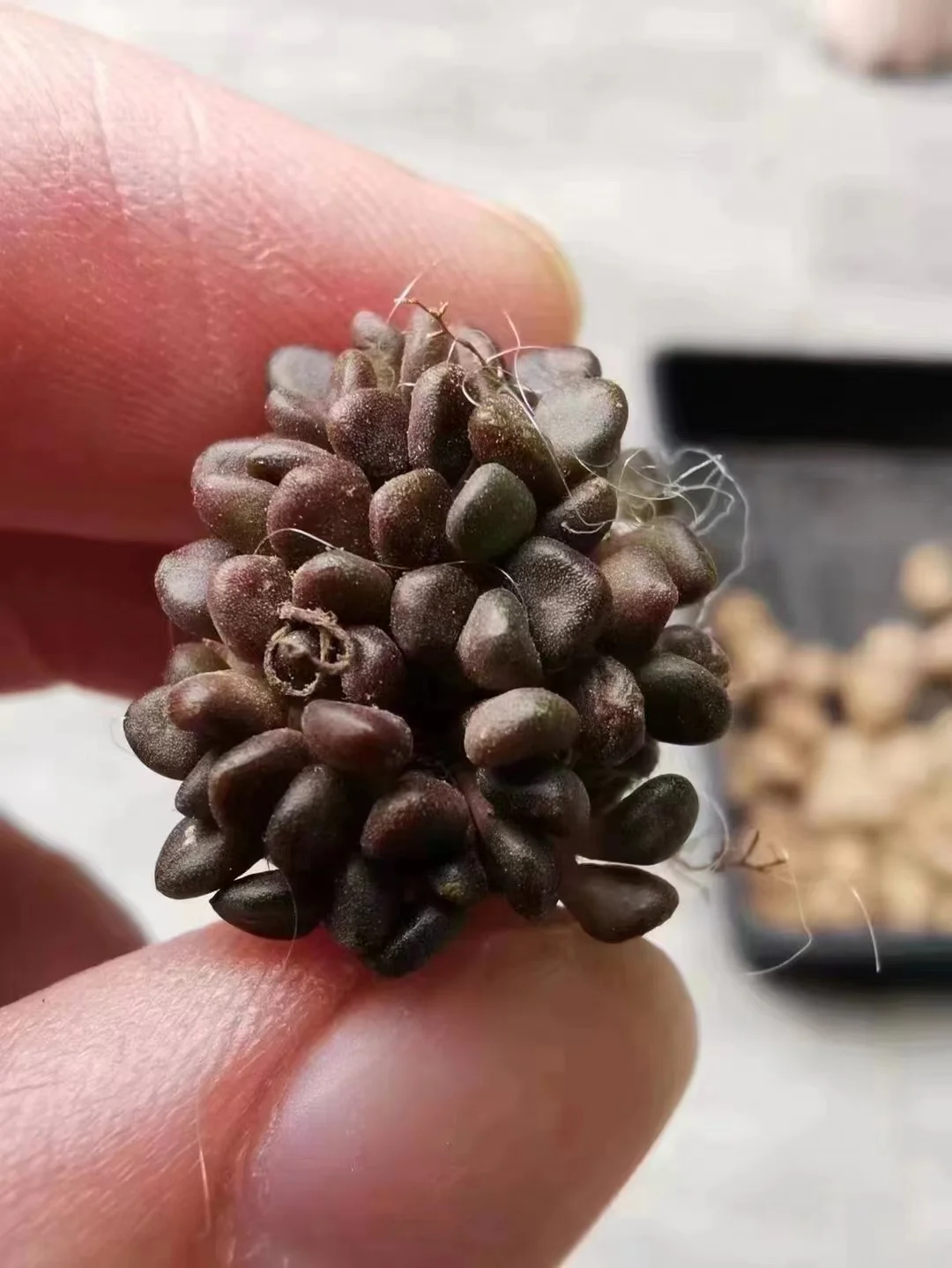 plant Aeonium Echeveria Haworthia  Caudex  Lithops Cactus  Agave 