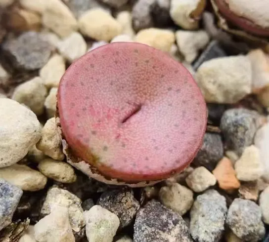 plant Aeonium Echeveria Haworthia  Caudex  Lithops Cactus  Agave 