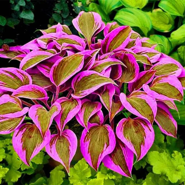 Rare Multi-colored Hostas Seeds