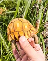 Tortoise Tortoise Model Resin Yada Angoloka Radiated Tortoise Ornaments Landscaping