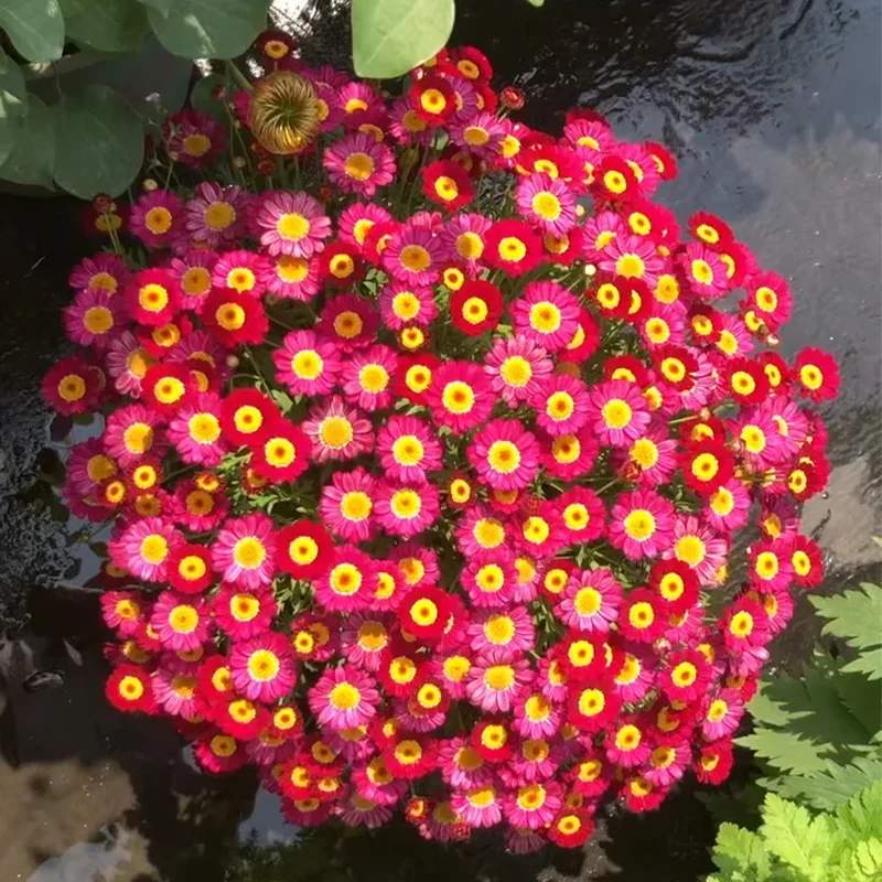 🌼Natural Mosquito Repellent - Pyrethrum seeds