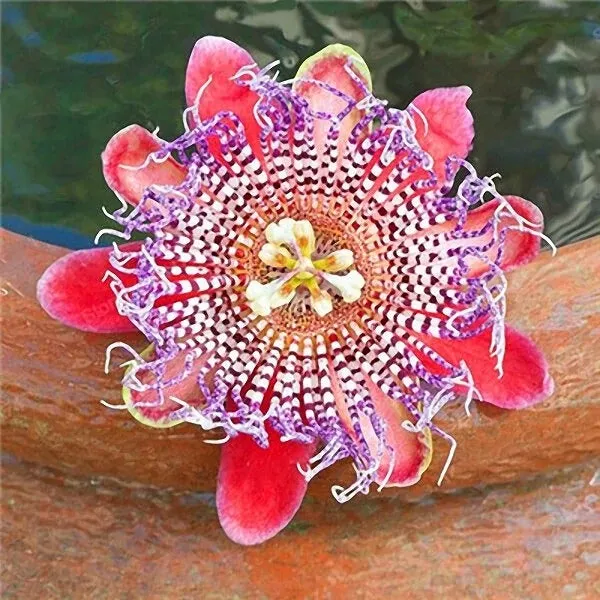 plant pot light Flower Pot Lamp (Outdoor Solar)