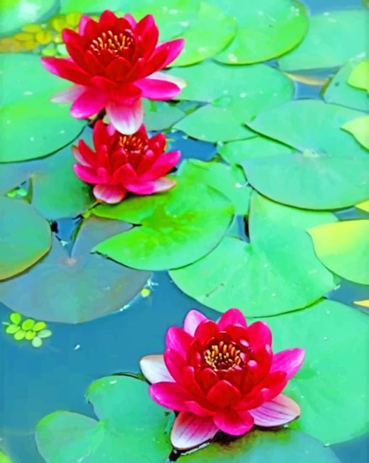 

Red Lotus – Paint By Numbers - 40*50CM, 501 Original