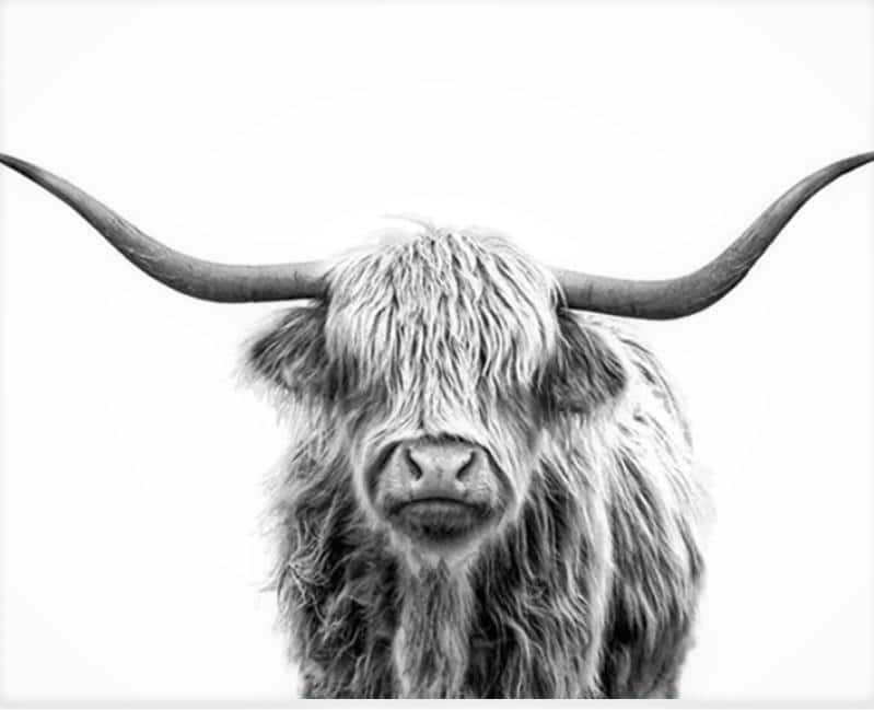 

Highland Cow – Paint By Numbers - 40*50CM, 501 Original