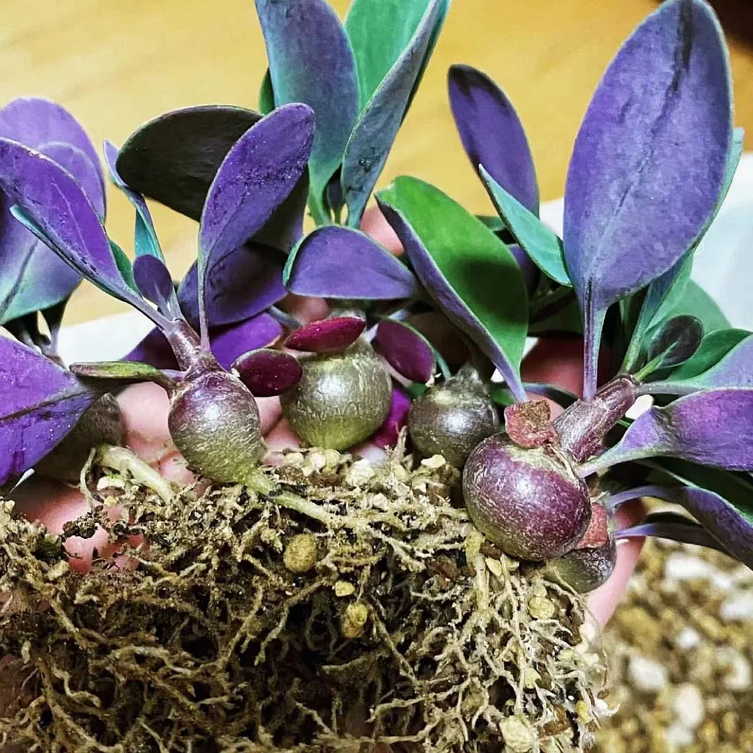 plant Aeonium Echeveria Haworthia  Caudex  Lithops Cactus  Agave 