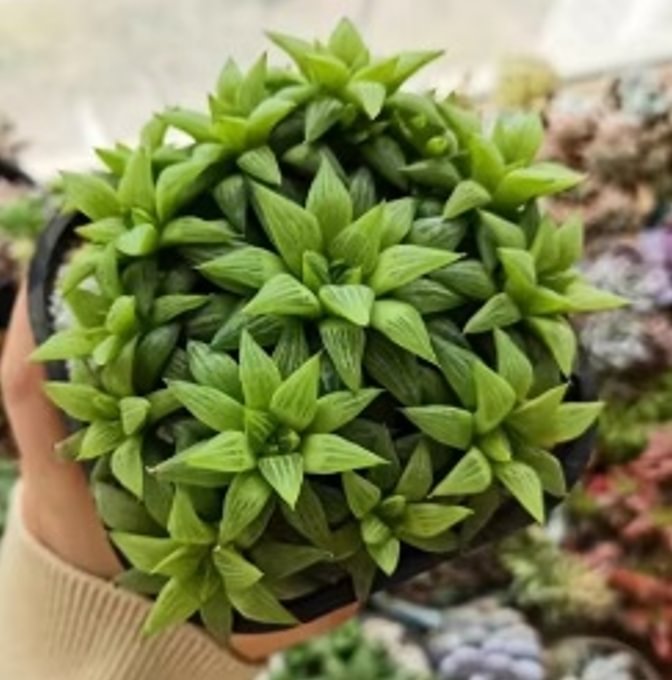 885.   Haworthia turgida Haw  /Haworthia/ Succulent plants / Garden landscape / Carefully select healthy plants