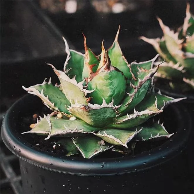 abld14.Agave  Titanota  Aquaman  8cm/Agave plants/ Succulent plants / Garden landscape / Carefully select healthy plants