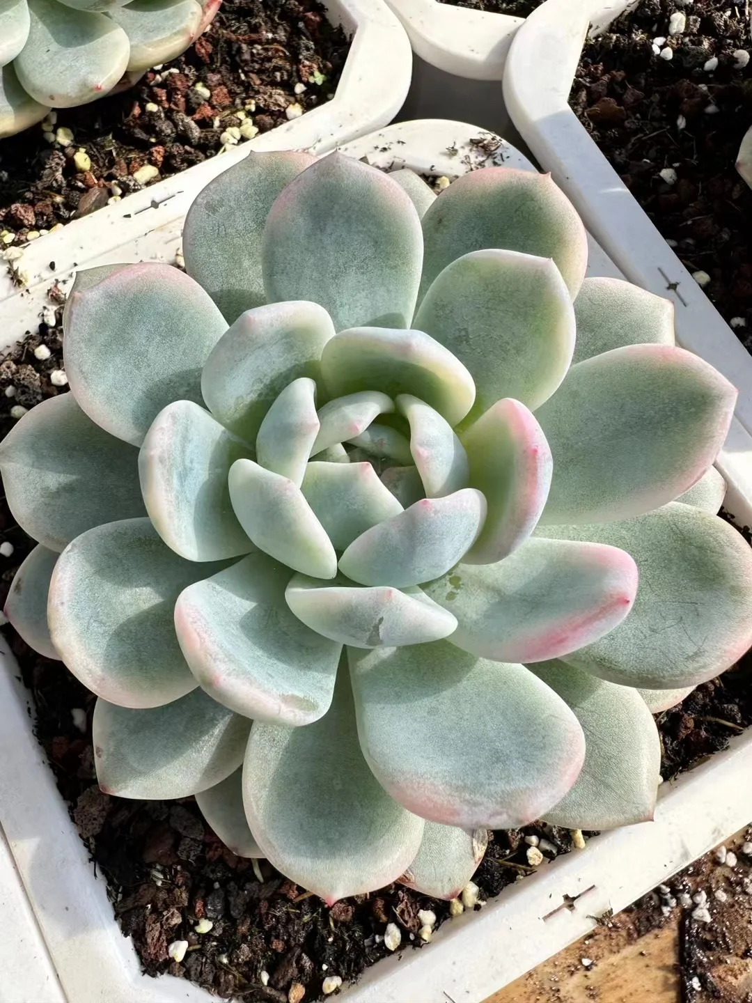 plant Aeonium Echeveria Haworthia  Caudex  Lithops Cactus  Agave 