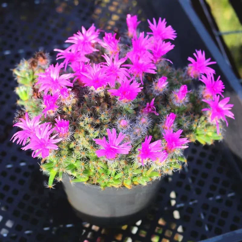 plant Aeonium Echeveria Haworthia  Caudex  Lithops Cactus  Agave 