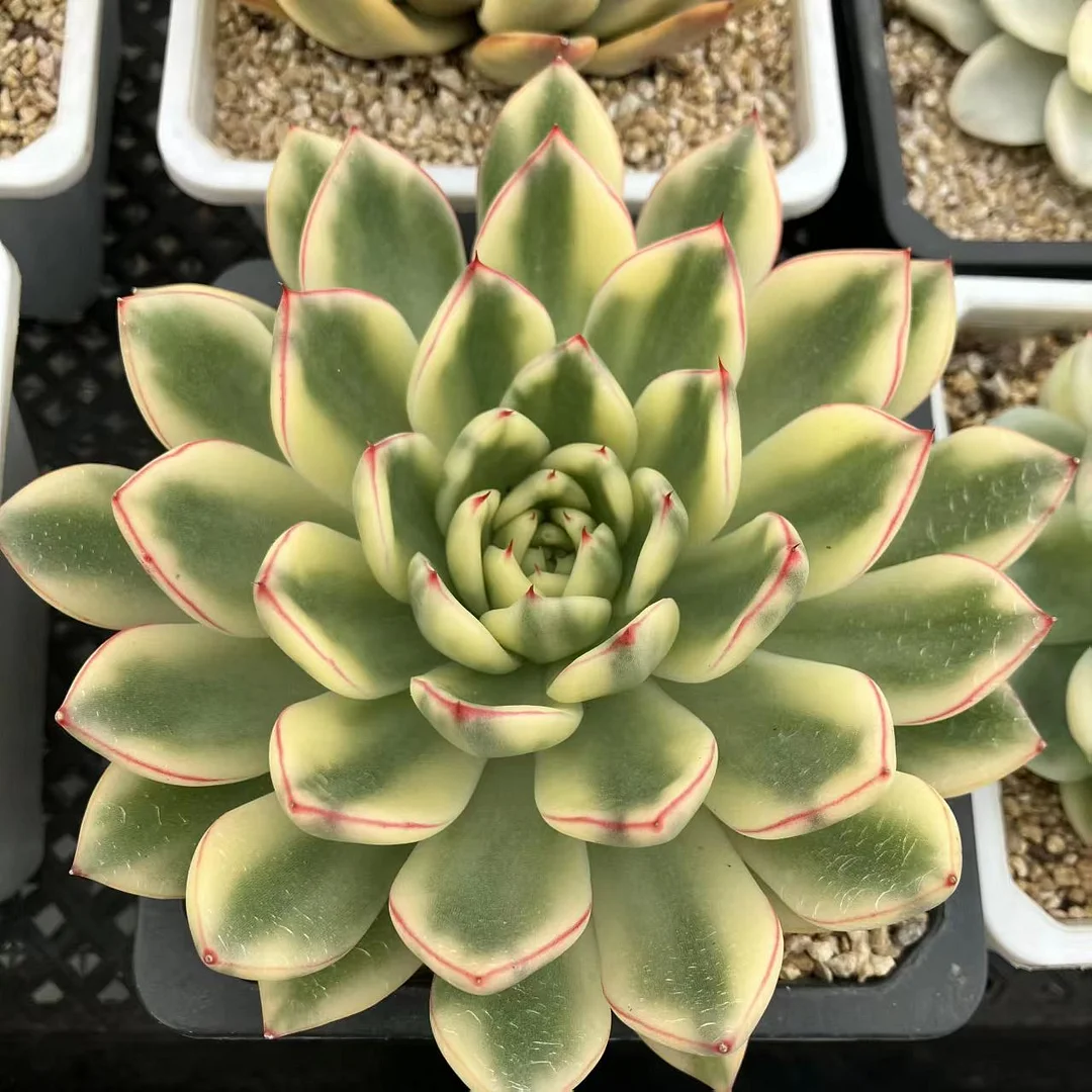 plant Aeonium Echeveria Haworthia  Caudex  Lithops Cactus  Agave 