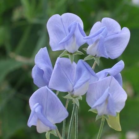 Flora Norton Sweet Pea Seeds