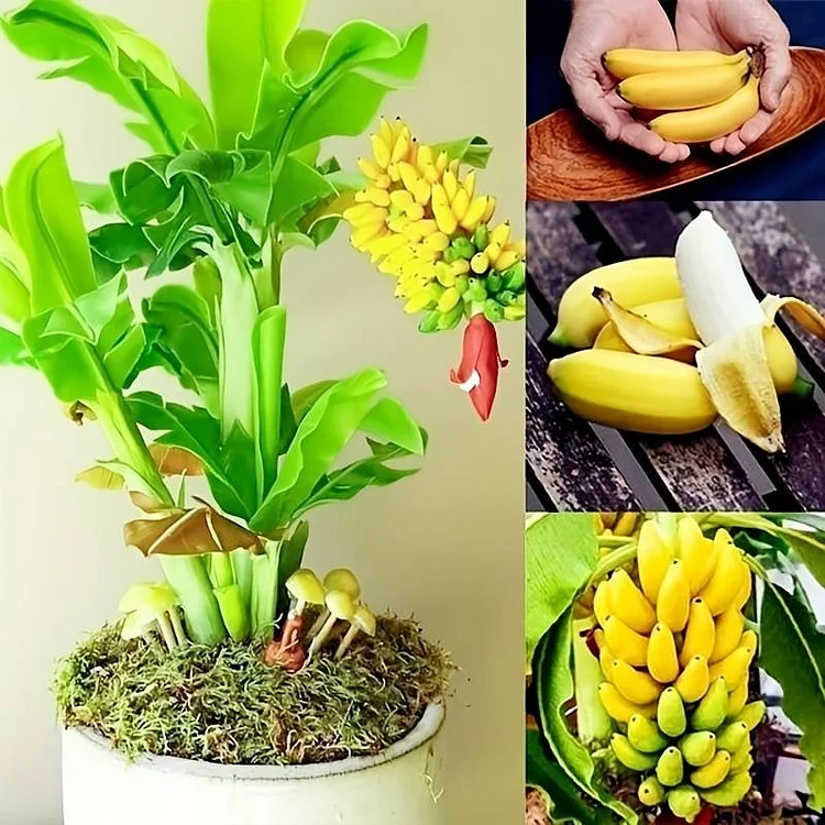Last Day Promotion 60% OFF🍌Rare Fruit Seeds for Planting(98% Germination)⚡Buy 2 Get Free Shipping