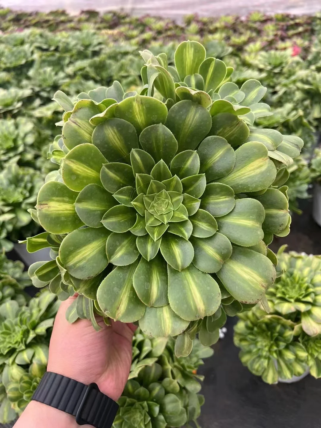 76. Maybach variation cluster 15-18cm 8 heads / Aeonium cluster/ Aeonium plants / Garden landscape / Carefully select healthy plants