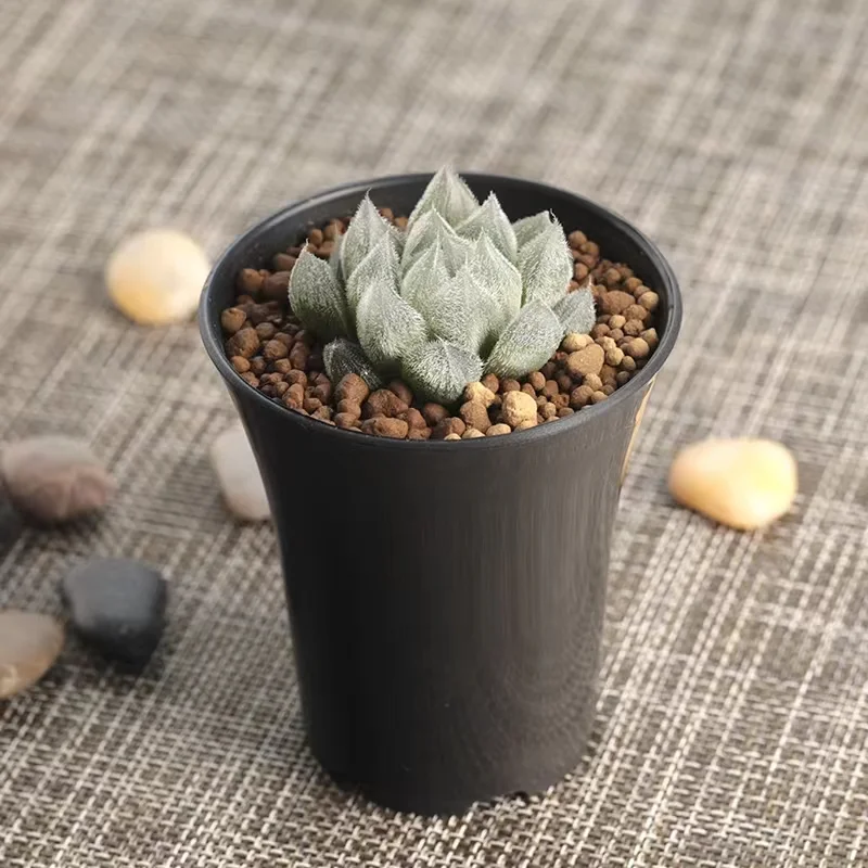 plant Aeonium Echeveria Haworthia  Caudex  Lithops Cactus  Agave 