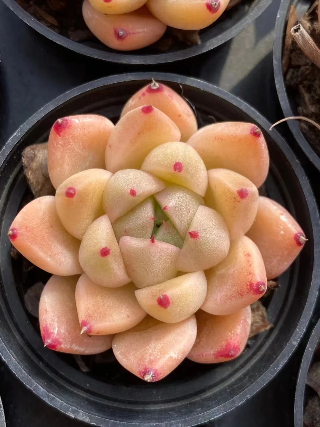 plant Aeonium Echeveria Haworthia  Caudex  Lithops Cactus  Agave 