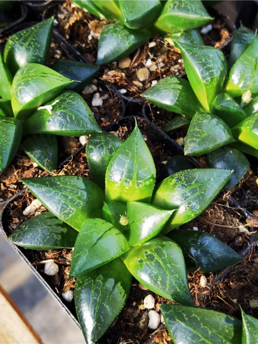 plant Aeonium Echeveria Haworthia  Caudex  Lithops Cactus  Agave 