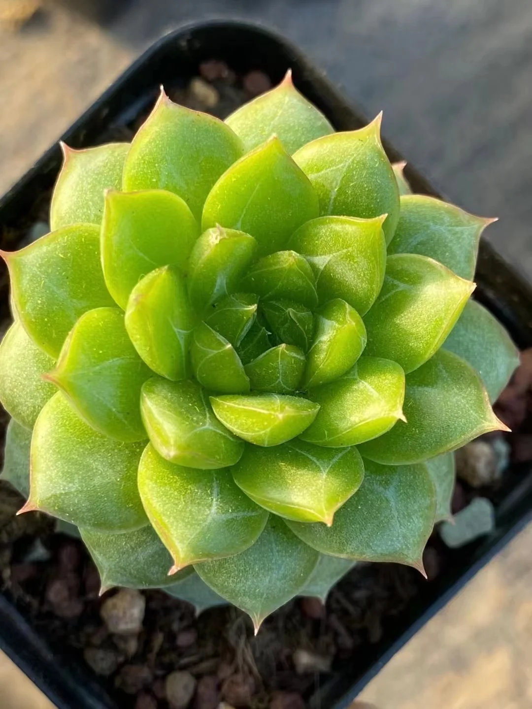 741.Green water ghost  single head 2-4cm / Echeveria / Succulent plants / Garden landscape / Carefully select healthy plants