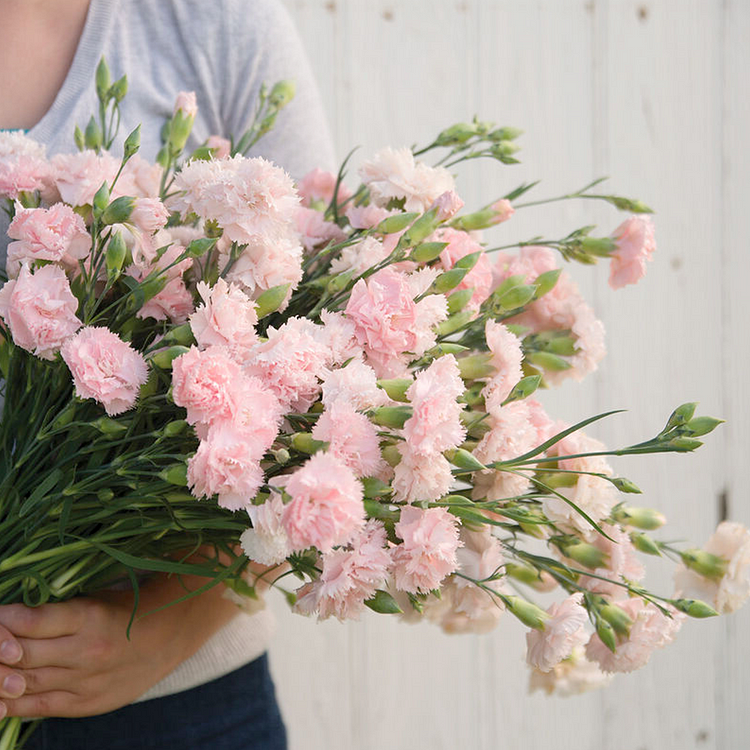 Carnation Seeds - La France