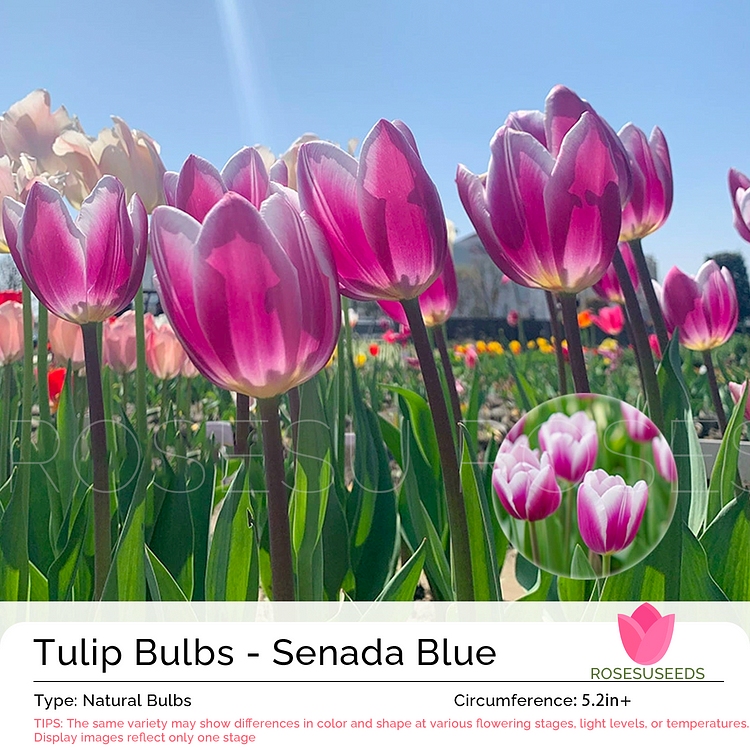 Tulip Bulbs - Senada Blue