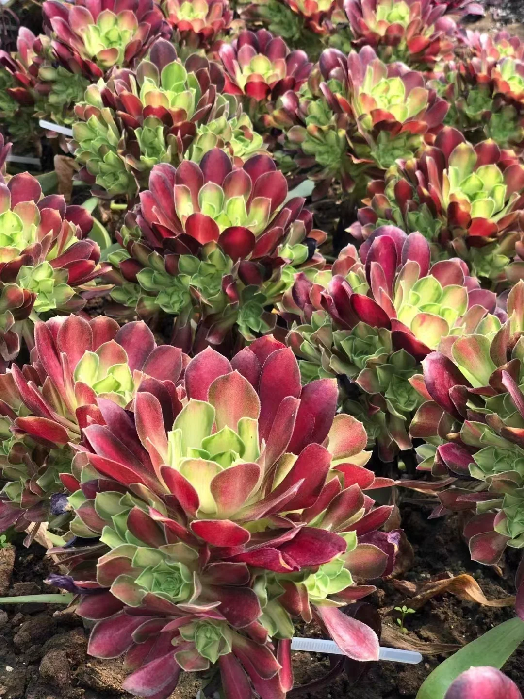 plant Aeonium Echeveria Haworthia  Caudex  Lithops Cactus  Agave 