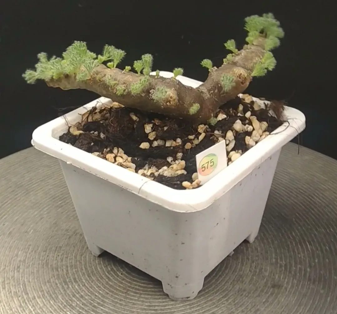 plant Aeonium Echeveria Haworthia  Caudex  Lithops Cactus  Agave 
