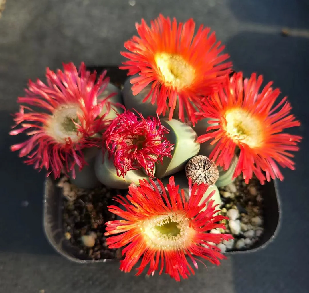 plant Aeonium Echeveria Haworthia  Caudex  Lithops Cactus  Agave 