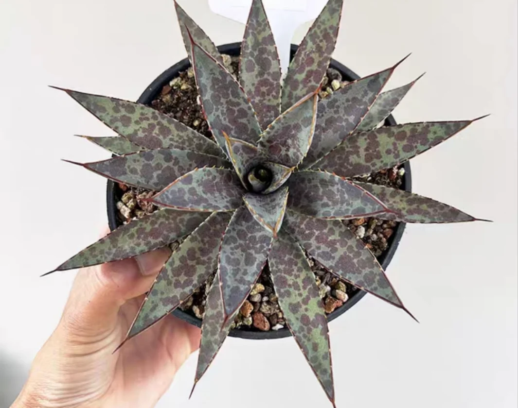 plant Aeonium Echeveria Haworthia  Caudex  Lithops Cactus  Agave 