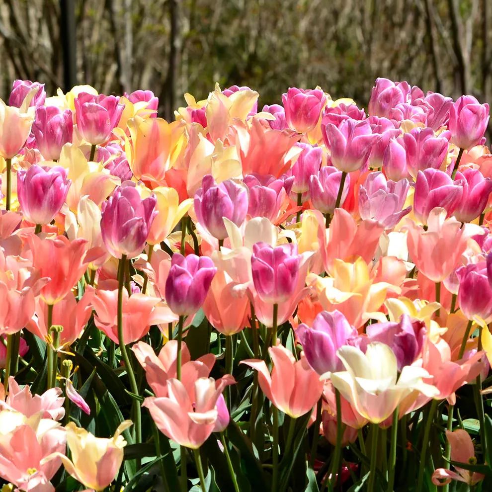 Tulip Perfect Pastel Collection&trade;