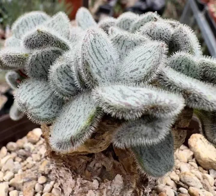 782.  Tylecodon noltei   0.5-1cm  / Caudex  / Succulent plants / Garden landscape / Carefully select healthy plants